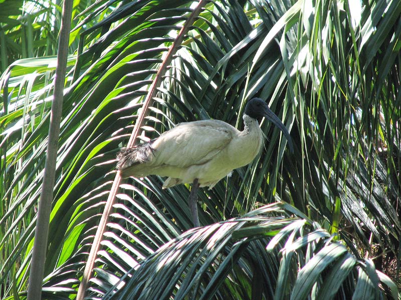 Ibis Roosting